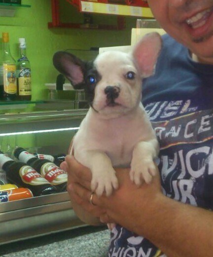 El cachorro recién destetado